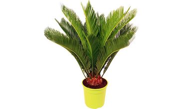 Cycas 50cm