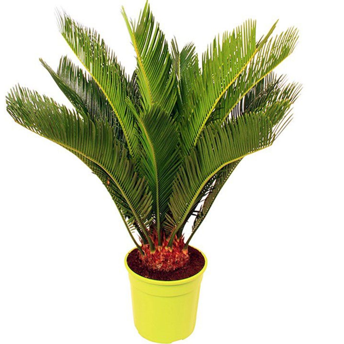 Cycas 50cm Planta Natural, marca Timlog - Foto Principal