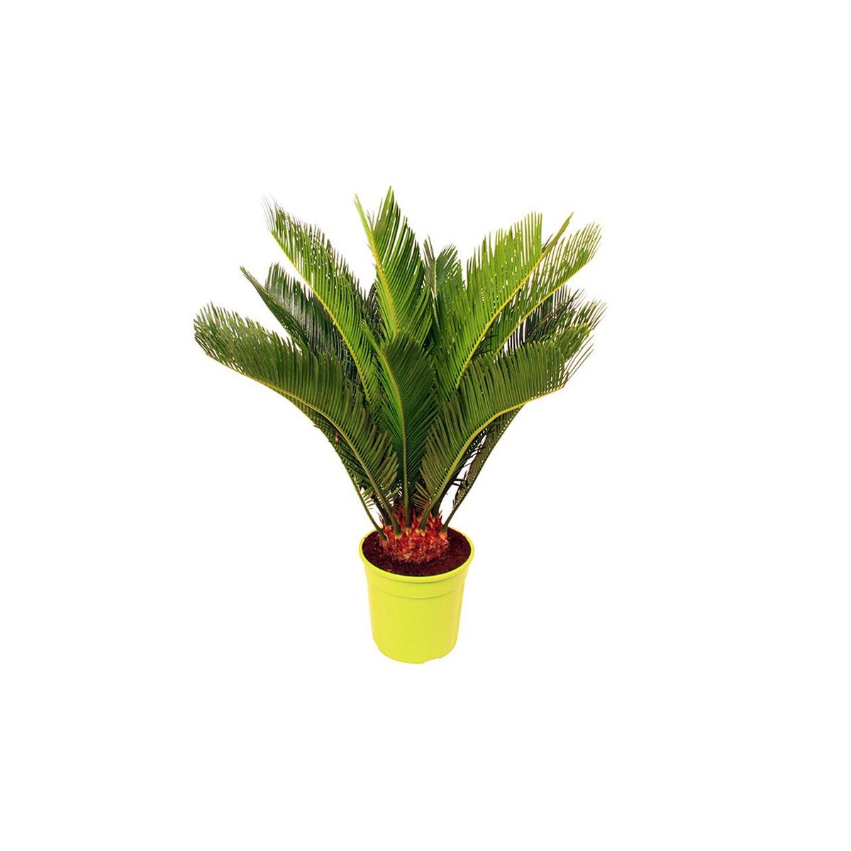 Cycas 50cm Planta Natural, marca Timlog - Foto Principal