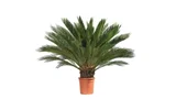 Cycas 70cm Planta Natural