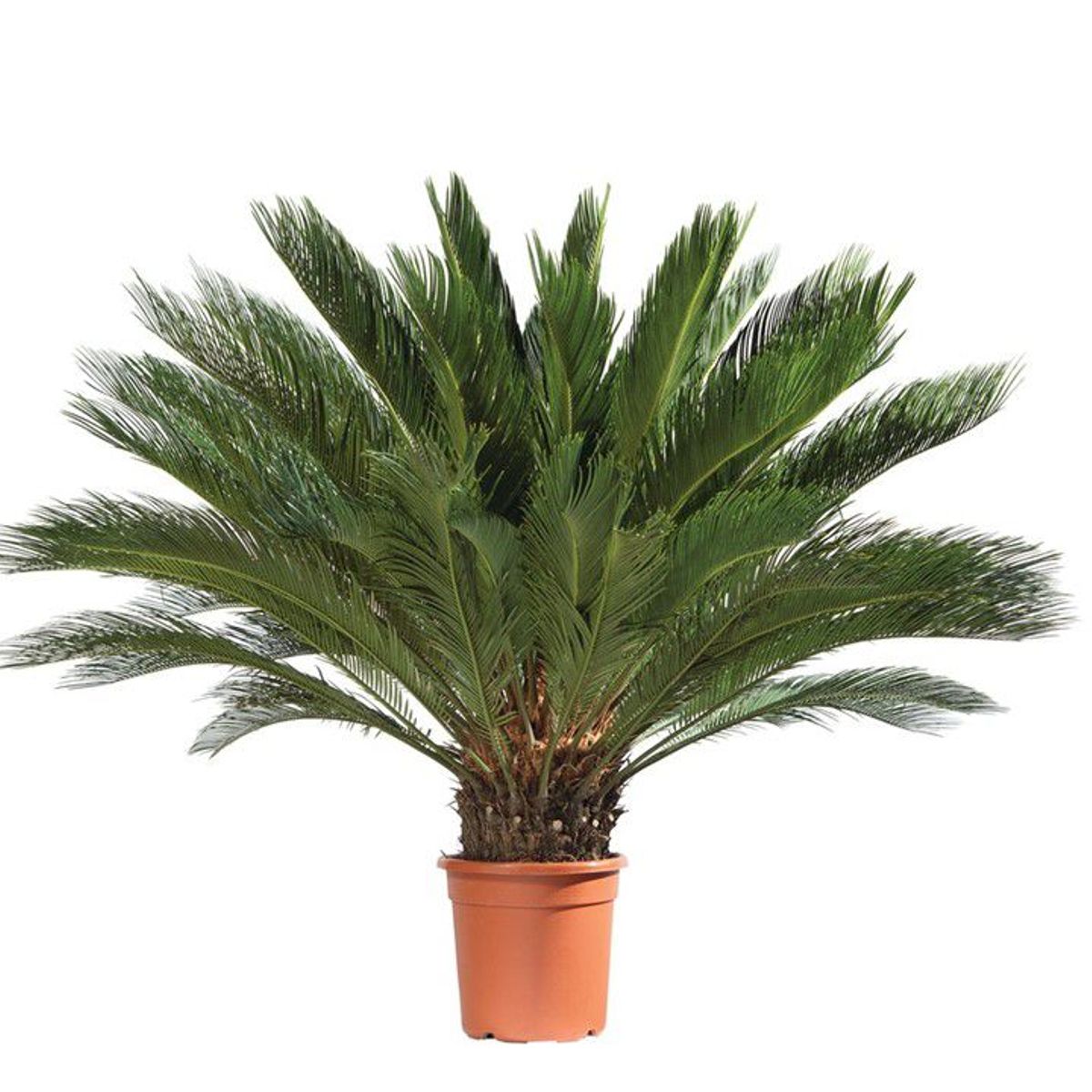 Cycas 70cm Planta Natural, marca Timlog - Foto 2