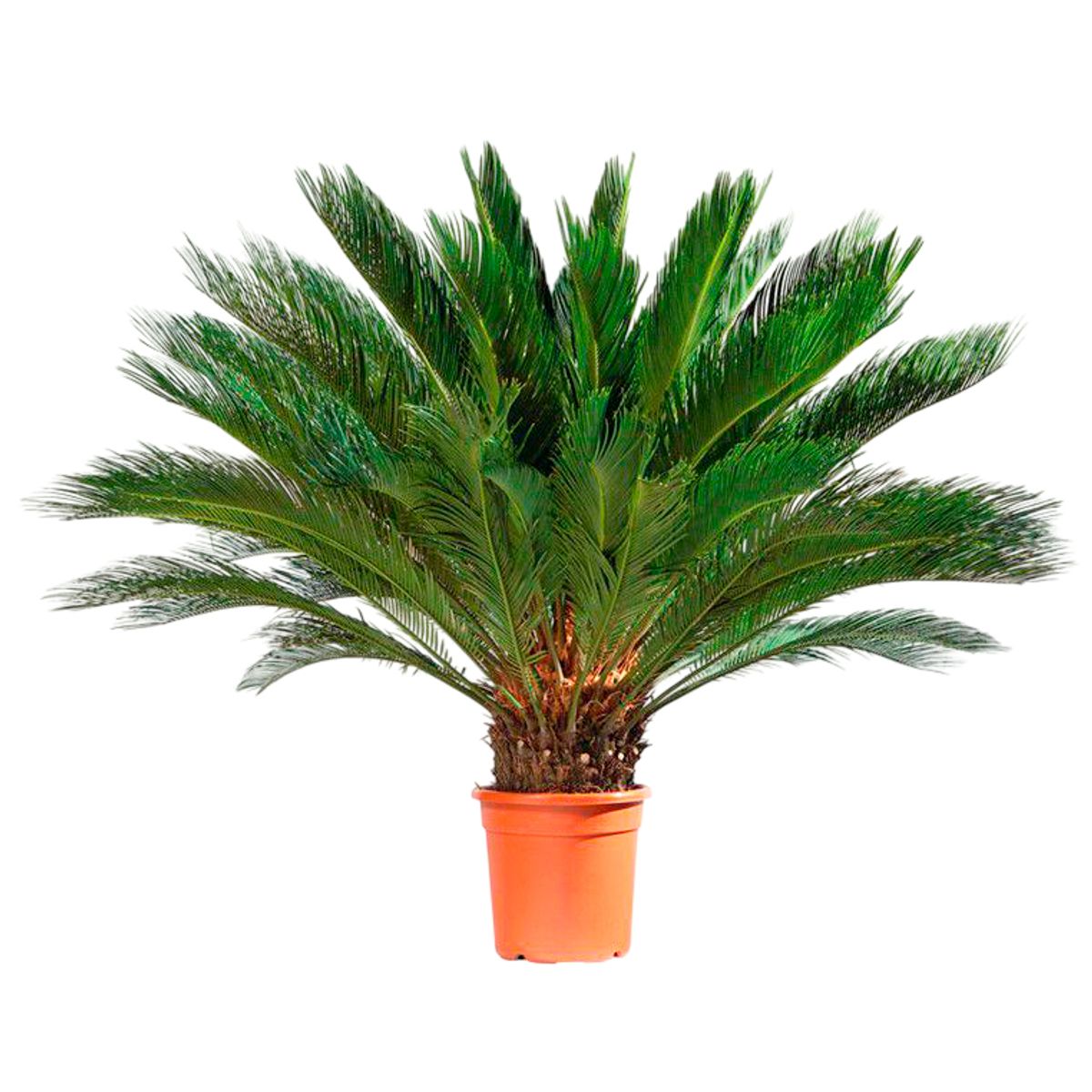 Cycas 70cm Planta Natural, marca Timlog - Foto Principal