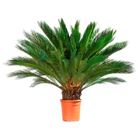 Cycas 70cm Planta Natural