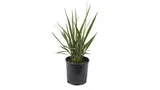 Dionela Pote 15 Verde