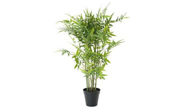 Dracena Bambu 2,0m Pote 20 