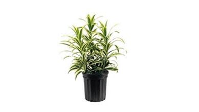 Dracena Pleomele 1,0m Pote 24