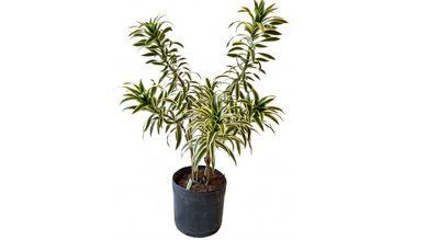 Dracena Pleomele 1,5m Pote 27