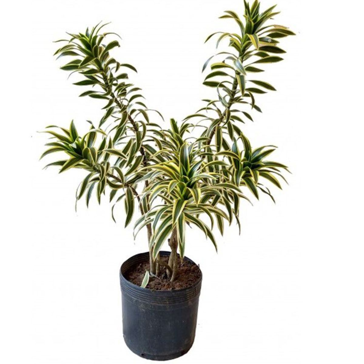 Dracena Pleomele Pote 27 Planta Natural, marca Timlog - Foto Principal