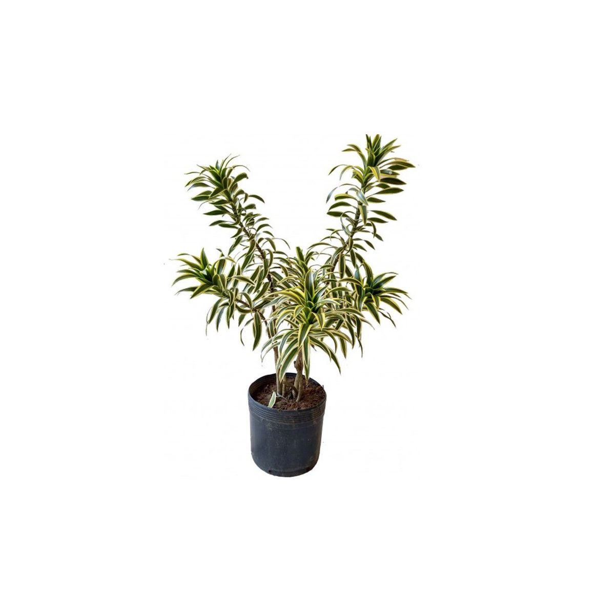 Dracena Pleomele Pote 27 Planta Natural, marca Timlog - Foto Principal