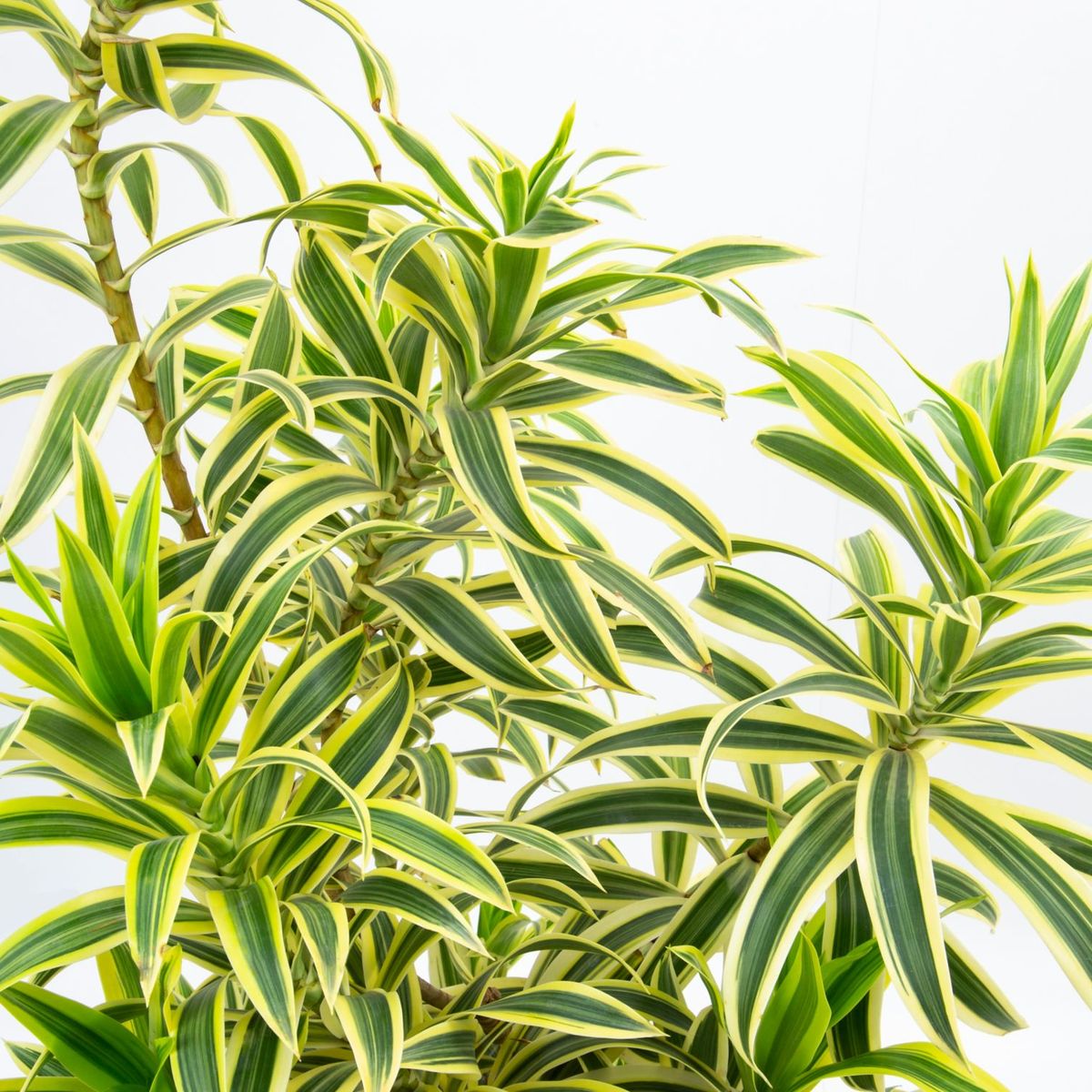 Dracena Pleomele Pote 27 Planta Natural, marca Timlog - Foto 2