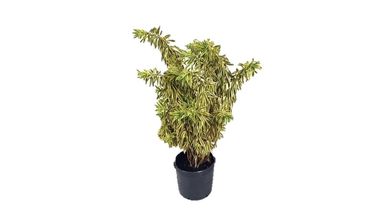 Dracena Pleomele 2,0m Pote 30