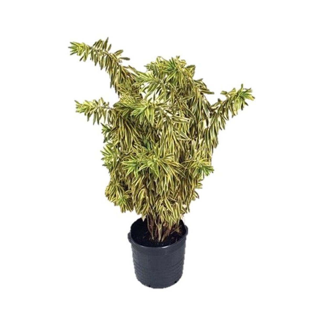Dracena Pleomele Pote 30 Planta Natural, marca Timlog - Foto Principal