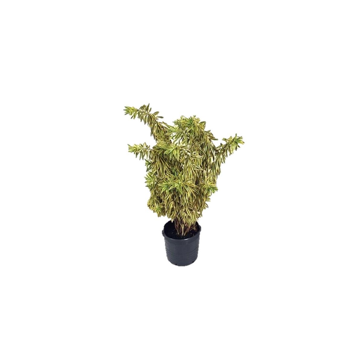 Dracena Pleomele Pote 30 Planta Natural, marca Timlog - Foto Principal