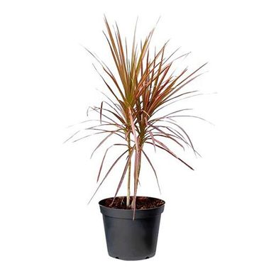 Dracena Tricolor 50cm