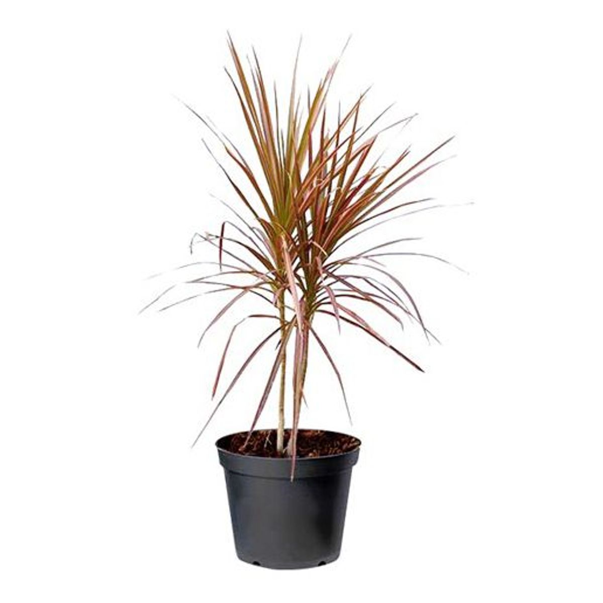 Dracena Tricolor 50cm Planta Natural, marca Timlog - Foto Principal