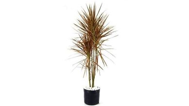 Dracena Tricolor 80cm