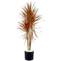 Dracena Tricolor 80cm Planta Natural
