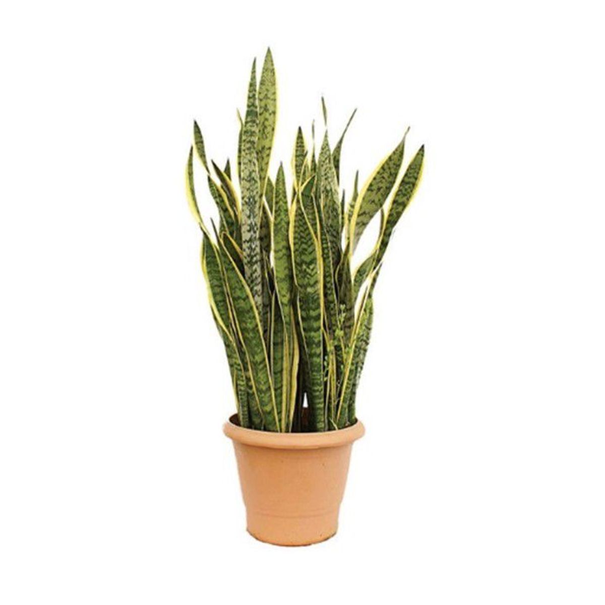 Espada de São Jorge Vaso 08 Planta Natural, marca Timlog - Foto Principal