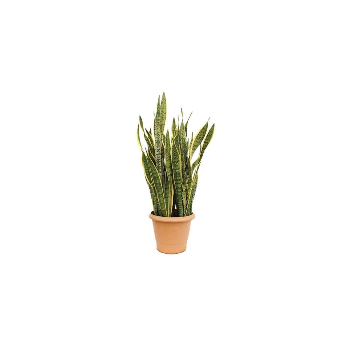 Espada de São Jorge Vaso 08 Planta Natural, marca Timlog - Foto Principal