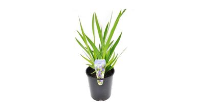 Iris Pote 3,0 Litros