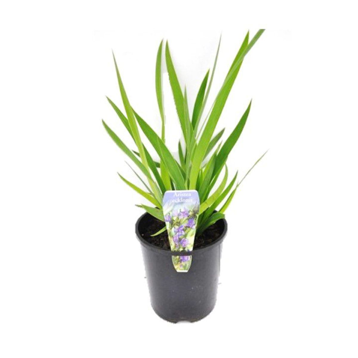 Iris Pote 3 Planta Natural, marca Timlog - Foto Principal