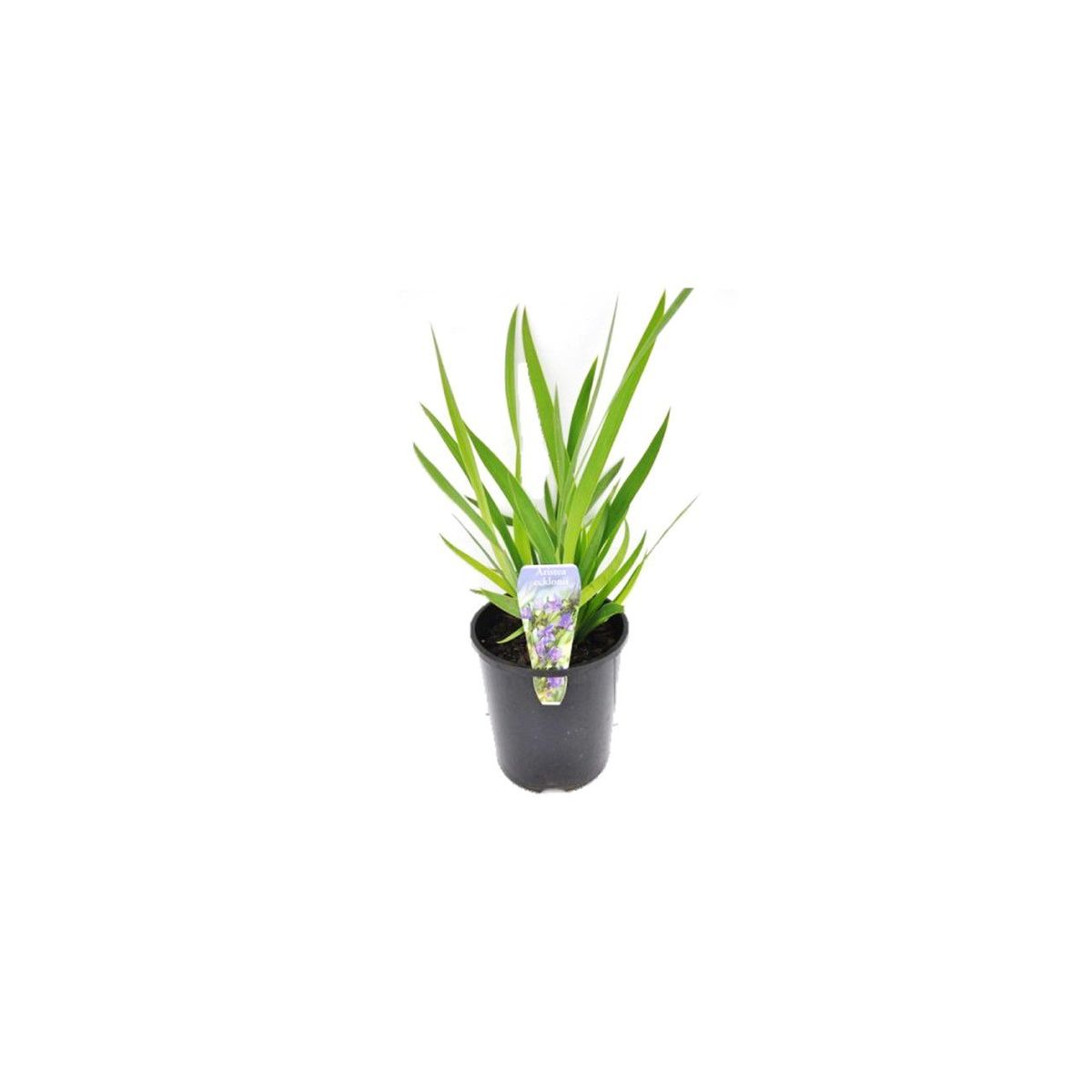 Iris Pote 3 Planta Natural, marca Timlog - Foto Principal
