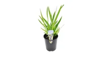 Iris Pote 3 Planta Natural
