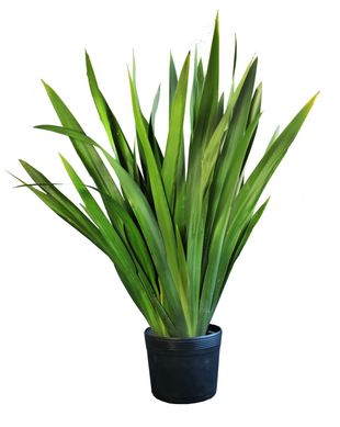 Iris Pote 6,0 Litros