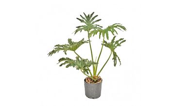 Philodendron Guaimbe Pote 24