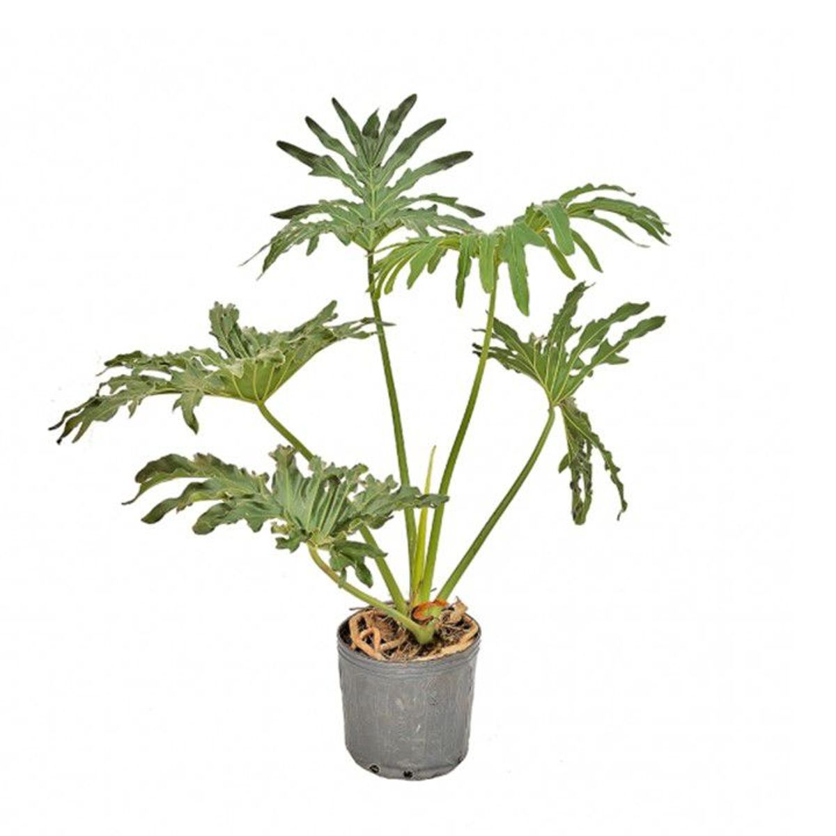Philodendron Guaimbé Pote 24 Planta Natural, marca Timlog - Foto 2