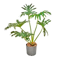 Philodendron Guaimbé Pote 24 Planta Natural