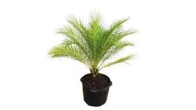 Palmeira Phoenix 60cm