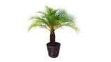 Palmeira Phoenix 1,5m