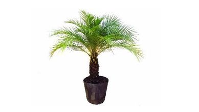 Palmeira Phoenix 1,5m