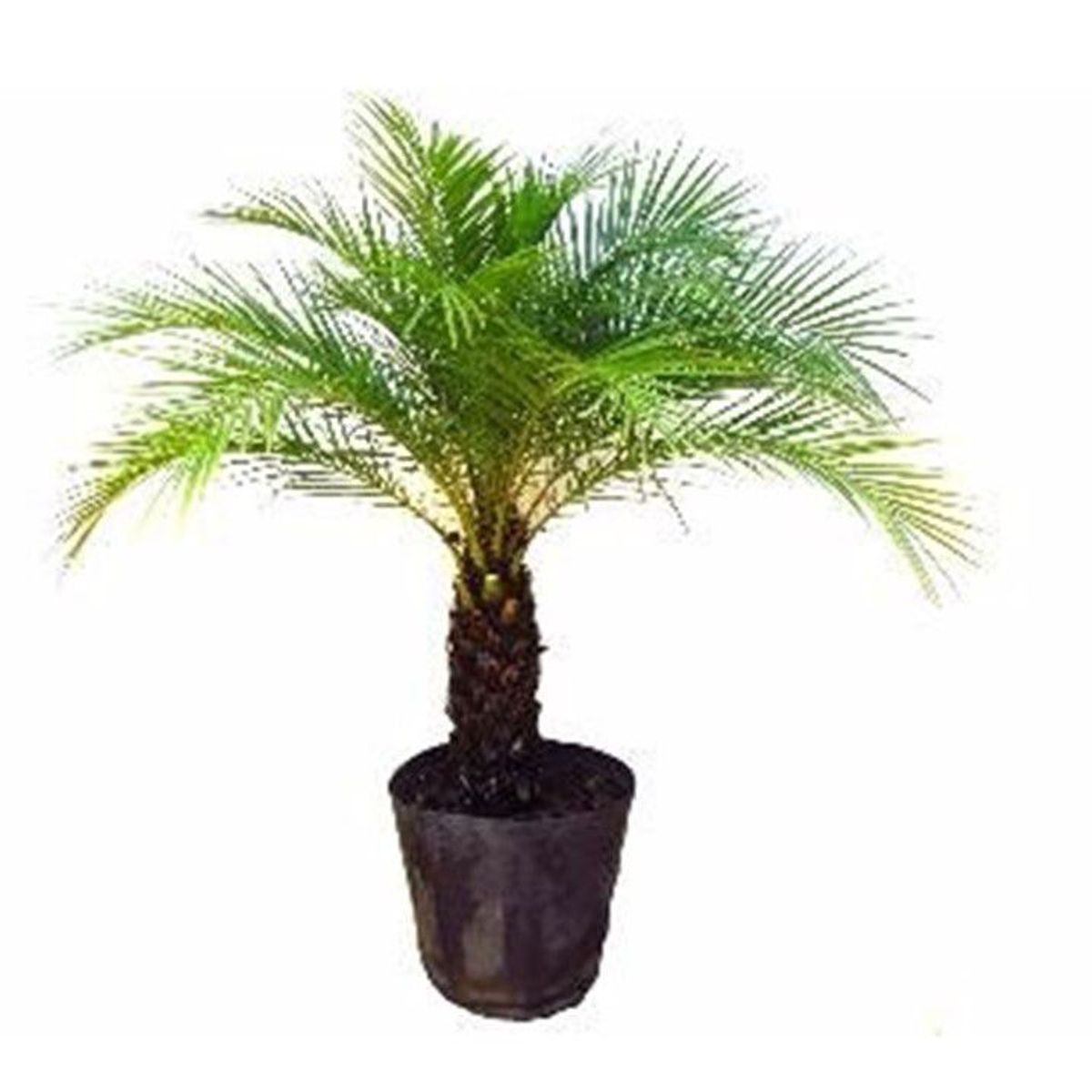 Palmeira Phoenix 1,5m, marca Timlog - Foto Principal