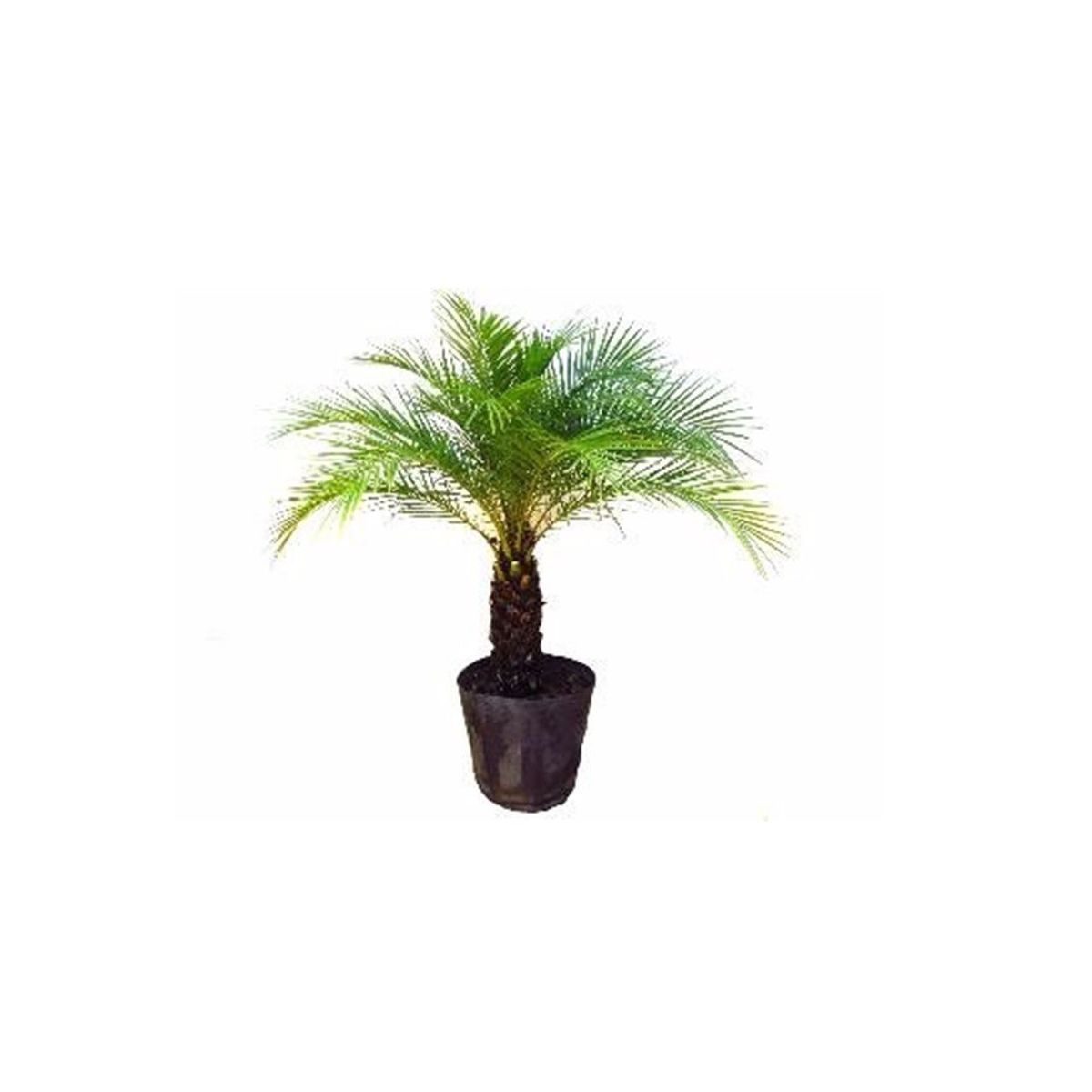 Palmeira Phoenix 1,5m, marca Timlog - Foto Principal