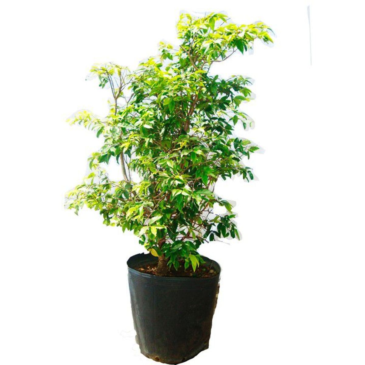 Árvore Jabuticabeira Planta Natural, marca Timlog - Foto Principal