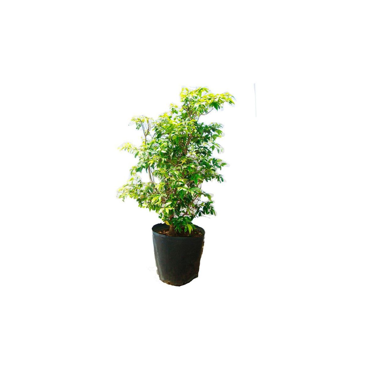 Árvore Jabuticabeira Planta Natural, marca Timlog - Foto Principal
