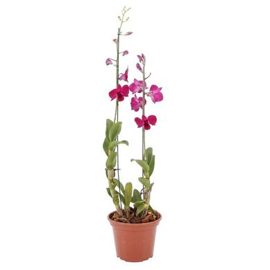Orqudea Denphalae Pote 15 Colorido