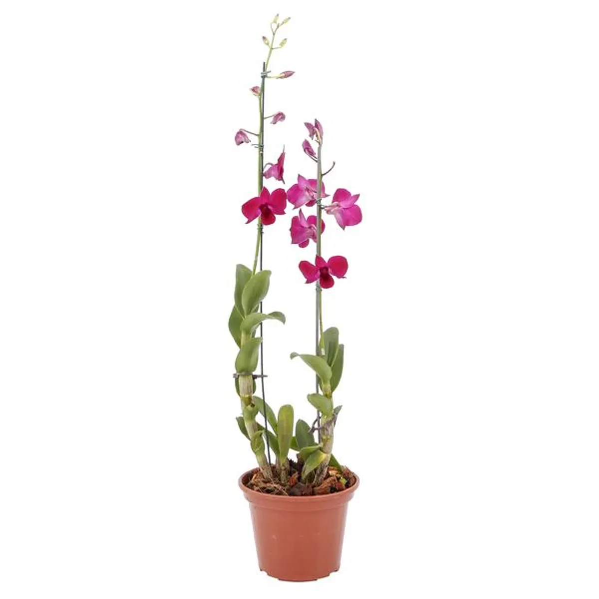 Orquídea Denphalae Pote 15 Sortida Planta Natural, marca Timlog - Foto Principal