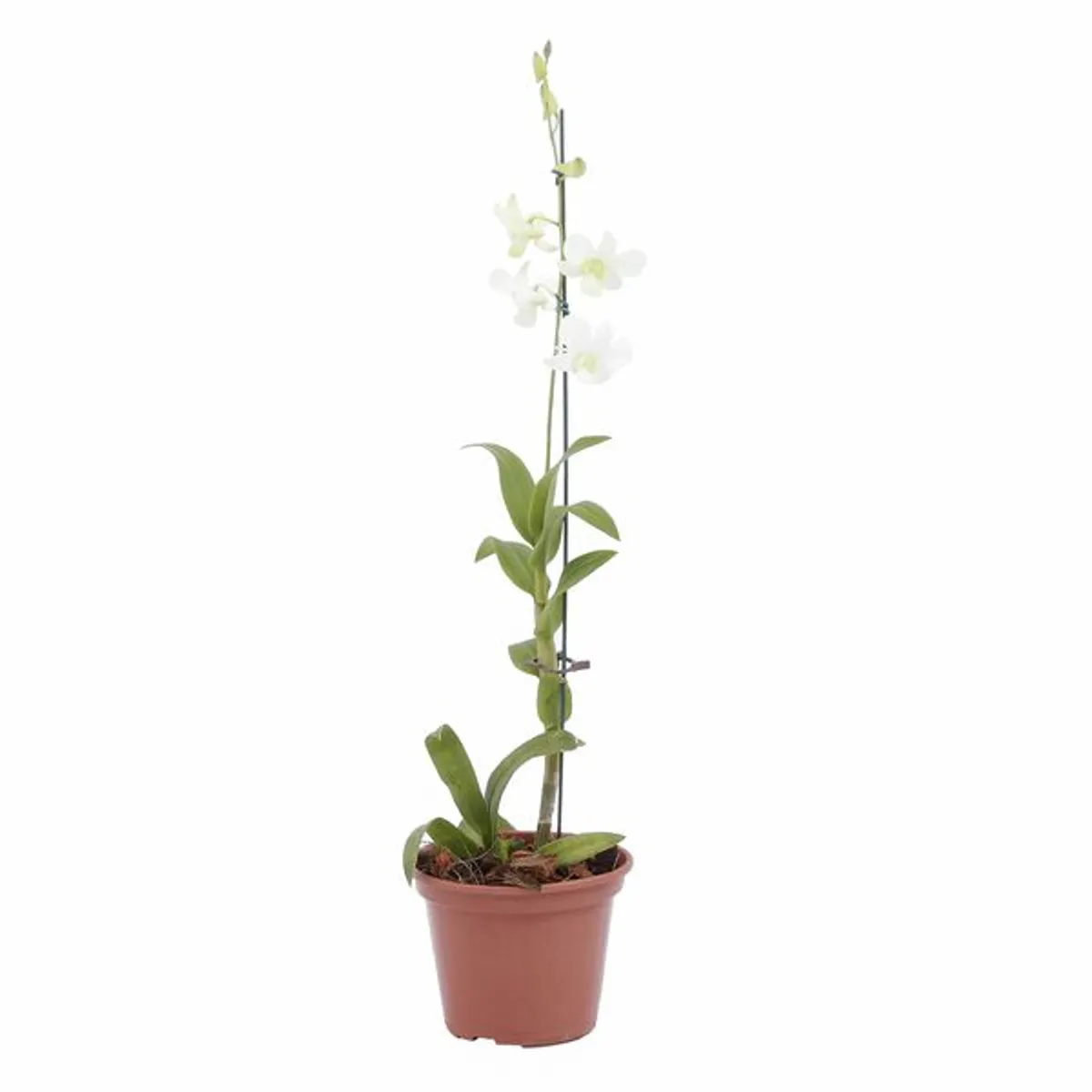 Orquídea Denphalae Pote 15 Sortida Planta Natural, marca Timlog - Foto 2