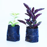 Forração de Plantas Mistas Natural