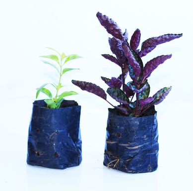 Forrao de Plantas Mistas 