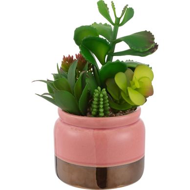 Suculenta 502379A com Vaso 21cm