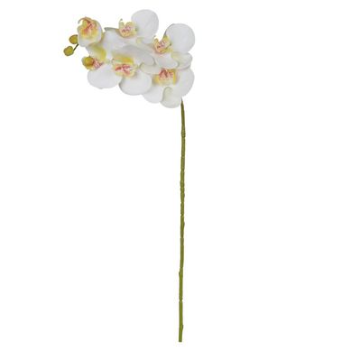 Haste Orqudea Phalaenopsis Real Toque X6 Amarelo e Branco