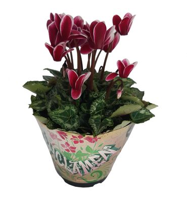 Cyclamen Pote 11