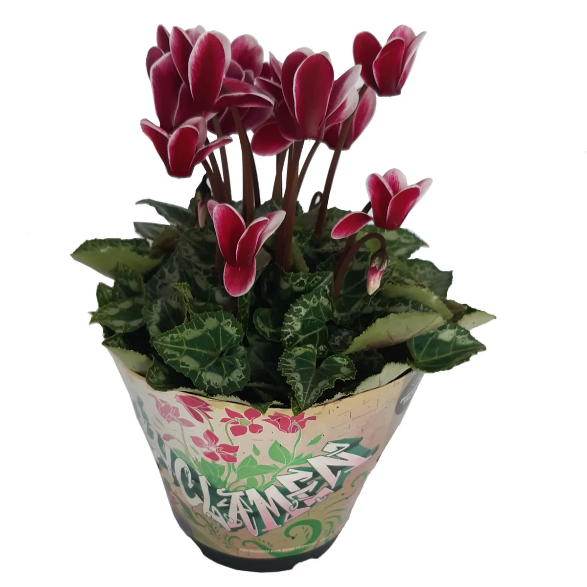 Cyclamen Pote 11 Planta Natural, marca Timlog - Foto Principal