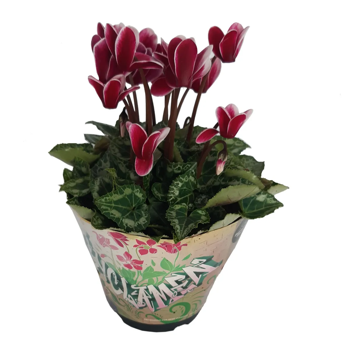 Cyclamen Pote 11 Planta Natural, marca Timlog - Foto Principal