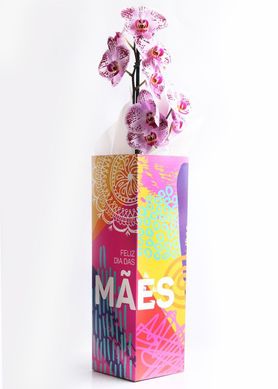 Orqudea Phalaenopsis Pote 12 Especial Mes