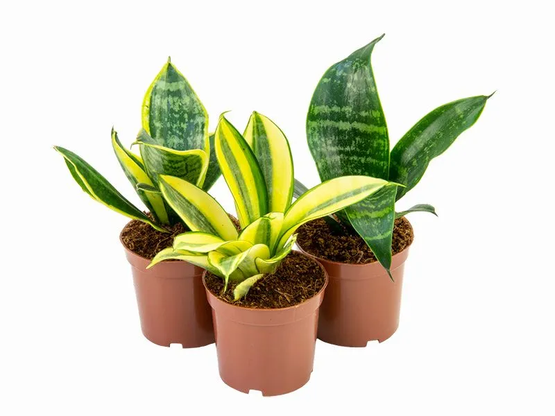 Sansevieria mini mix Pote 06 | Sodimac